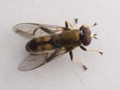 Longspine Leafwalker thumbnail 3