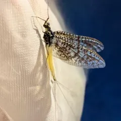 Eastern Green Drake thumbnail 3