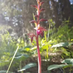 Striped Coralroot thumbnail 2