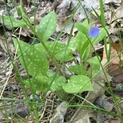 Lungwort thumbnail 2