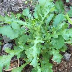 common groundsel thumbnail 4