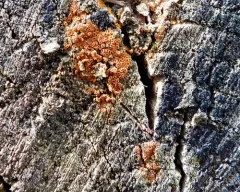 Arachnopeziza trabinelloides thumbnail 2