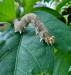 Hibiscus Leaf Caterpillar Moth thumbnail 1