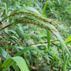 river wild rye thumbnail 3
