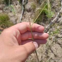 Sand Dropseed thumbnail 2