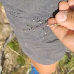 Fall Witchgrass thumbnail 1
