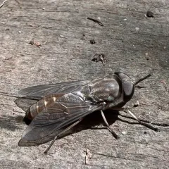 Tabanus novaescotiae thumbnail 1