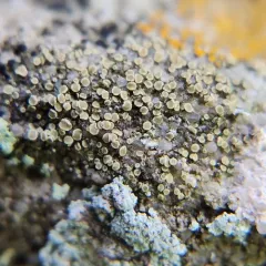 Granite-speck Rim Lichen thumbnail 4