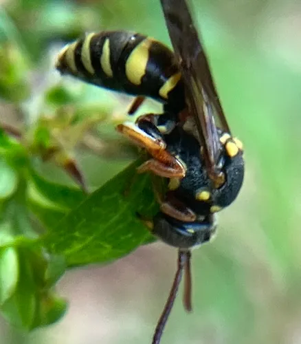 Tifton Nomad Bee