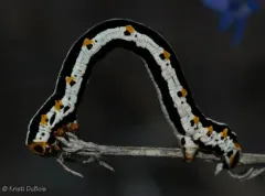 Meris alticola thumbnail 2