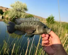 Mozambique Tilapia thumbnail 3