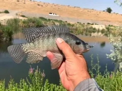 Nile Tilapia thumbnail 2