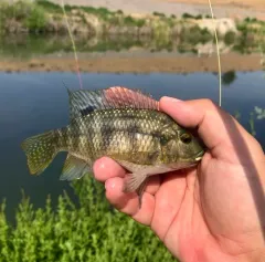 Redbelly Tilapia thumbnail 2