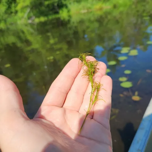 slender water-nymph