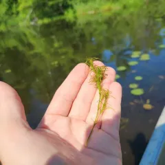 slender water-nymph thumbnail 1