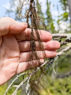 Horsehair Lichen thumbnail 4