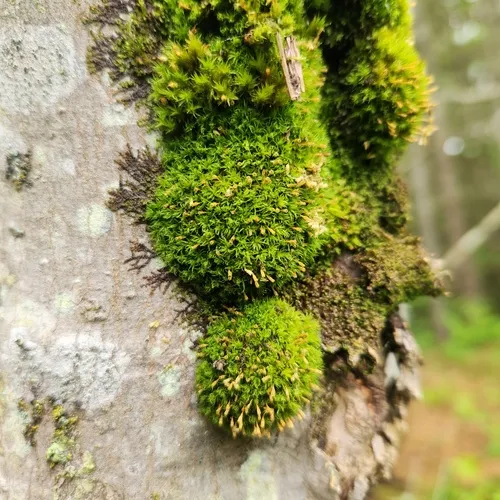 Ulota crispula
