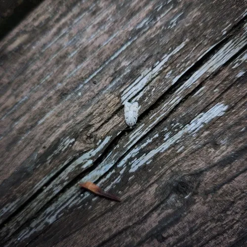 Bog Bibarrambla Moth
