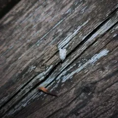 Bog Bibarrambla Moth thumbnail 1