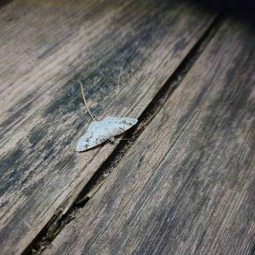 Birch Angle