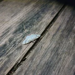 Birch Angle thumbnail 1