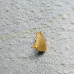 Red-crossed Button Slug Moth thumbnail 2