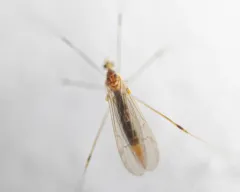 Gonomyia sulphurella thumbnail 4