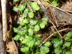 Fissidens bushii thumbnail 3