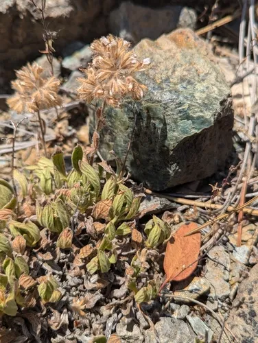 serpentine phacelia