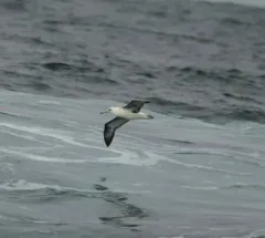 Laysan Albatross thumbnail 2