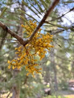 Fir Dwarf-Mistletoe thumbnail 3