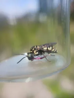Sunflower Cuckoo Nomad Bee thumbnail 3