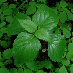 American lopseed thumbnail 4