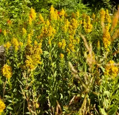 west coast Canada goldenrod thumbnail 1