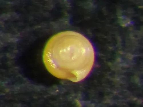 Glomospira charoides