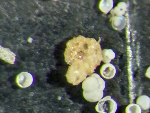 Ammobaculites agglutinans