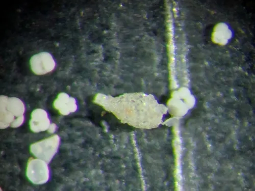 Lagenammina difflugiformis