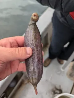 Sweet Potato Sea Cucumber thumbnail 3