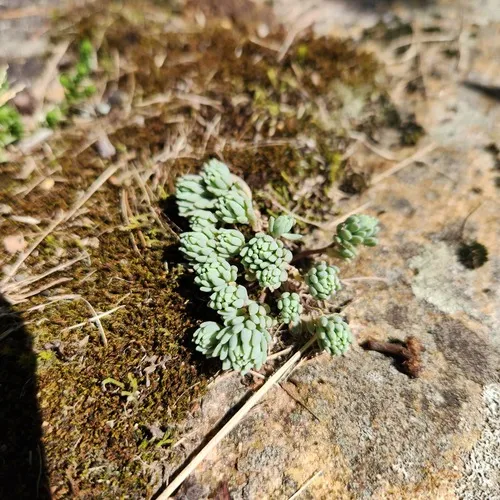 Spanish Stonecrop