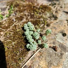 Spanish Stonecrop thumbnail 1
