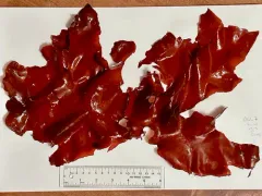 Weeksia coccinea thumbnail 3
