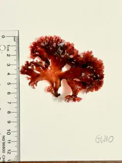 Gloiocladia fryeana thumbnail 2