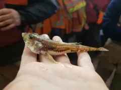 Ribbed Sculpin thumbnail 3