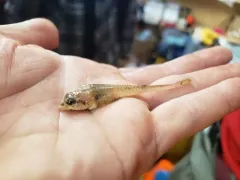 Arctic Alligatorfish thumbnail 2