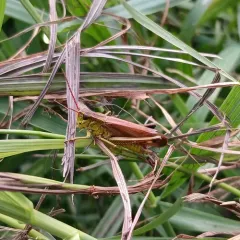 Graceful Sedge Grasshopper thumbnail 1