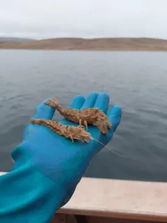 Sculptured Shrimp thumbnail 3