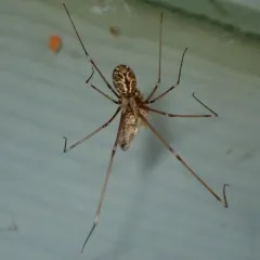 Marbled Cellar Spider thumbnail 4