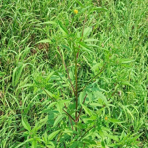 Tall Beggarticks