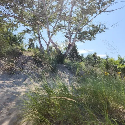 Sand Reedgrass