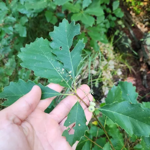 dwarf chinkapin oak